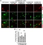 CRTH2 Antibody in Neutralization (Neu)