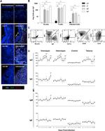 CD3e Antibody in Immunohistochemistry (IHC)