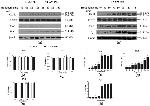 Calcium Sensing Receptor Antibody in Western Blot (WB)