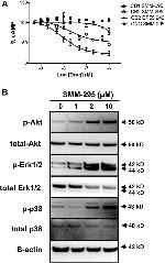 beta Actin Antibody in Western Blot (WB)