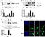 EphB4 Antibody in Western Blot (WB)