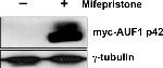 Myc Tag Antibody in Western Blot (WB)