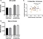 SynGAP Antibody in Western Blot (WB)