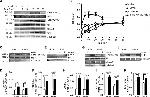 Phospho-IRS1 (Tyr612) Antibody in Western Blot (WB)