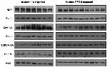 Sodium/Calcium Exchanger Antibody in Western Blot (WB)