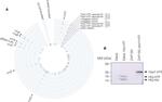 6x-His Tag Antibody in Western Blot (WB)