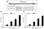 KLF9 Antibody in ChIP Assay (ChIP)