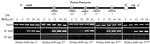 KLF9 Antibody in ChIP Assay (ChIP)