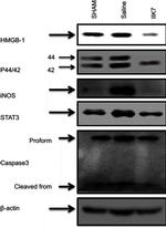 iNOS Antibody in Western Blot (WB)