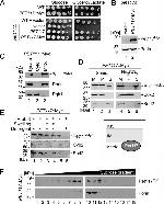 Porin Antibody in Western Blot (WB)