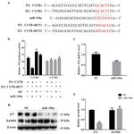 BAMBI Antibody in Western Blot (WB)