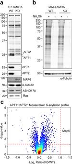 LYPLA2 Antibody in Western Blot (WB)