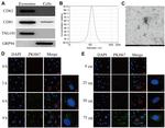 CD81 Antibody in Western Blot (WB)