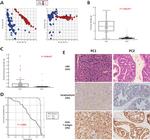 Synaptophysin Antibody in Immunohistochemistry (IHC)