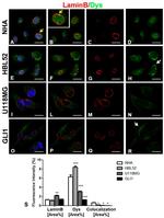 Lamin B1 Antibody in Immunocytochemistry (ICC/IF)