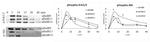 Phospho-AKT1 (Ser473) Antibody in Western Blot (WB)