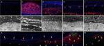 CD11b Antibody in Immunohistochemistry (IHC)