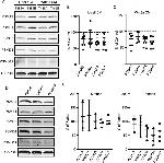 PSMB1 Antibody in Western Blot (WB)