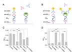 beta Amyloid (1-42) Antibody in ELISA (ELISA)