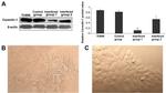 Caveolin 1 Antibody in Western Blot (WB)