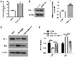 CIAPIN1 Antibody in Western Blot (WB)