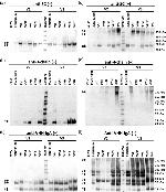 J Chain Antibody in Western Blot (WB)