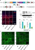 Neurocan Antibody in Immunocytochemistry, Immunohistochemistry (ICC/IF, IHC)