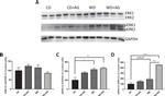 Phospho-ERK1/ERK2 (Thr202, Tyr204) Antibody in Western Blot (WB)