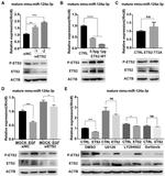 Phospho-ETS2 (Thr72) Antibody in Western Blot (WB)