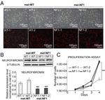 beta Tubulin Loading Control Antibody in Western Blot (WB)