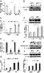 beta Tubulin Loading Control Antibody in Western Blot (WB)