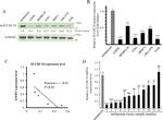 beta Tubulin Antibody in Western Blot (WB)