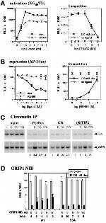 SRC2 Antibody in ChIP Assay (ChIP)