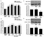 Estrogen Receptor alpha Antibody in Western Blot (WB)