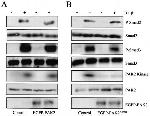 SMAD3 Antibody in Western Blot (WB)