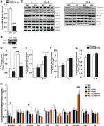 CPT2 Antibody in Western Blot (WB)