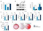 TRPV1 Antibody in Western Blot (WB)