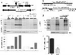 O-linked N-acetylglucosamine (O-GlcNAc) Antibody in Western Blot (WB)