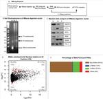 DHX9 Antibody in Western Blot (WB)