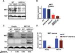 TBP Antibody in Western Blot (WB)