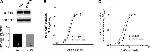 beta Actin Antibody in Western Blot (WB)