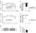 GAPDH Antibody in Western Blot (WB)