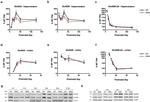 NMDAR2B Antibody in Western Blot (WB)