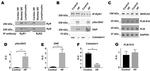 Phospholamban Antibody in Western Blot (WB)