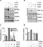 Phospho-EGFR (Tyr1068) Antibody in Western Blot (WB)