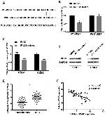 VEGF Antibody in Western Blot (WB)