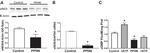 eNOS Antibody in Western Blot (WB)