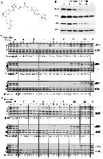 Phospho-ERK1/ERK2 (Thr185, Tyr187) Antibody in Western Blot (WB)