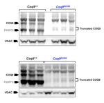 COQ9 Antibody in Western Blot (WB)