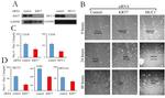 Cytokeratin 7/17 Antibody in Western Blot (WB)